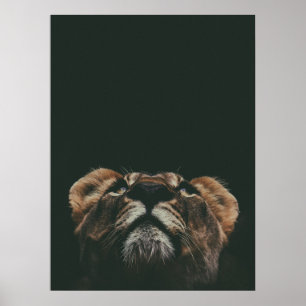 LIONESS SUCHEN POSTER