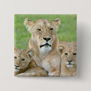 Lioness und Two Cubs, Ostafrika, Tansania, Button