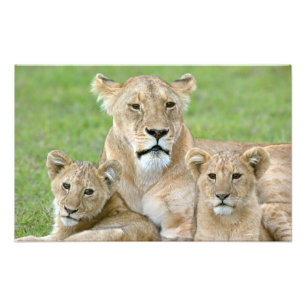 Lioness und Two Cubs, Ostafrika, Tansania, Fotodruck