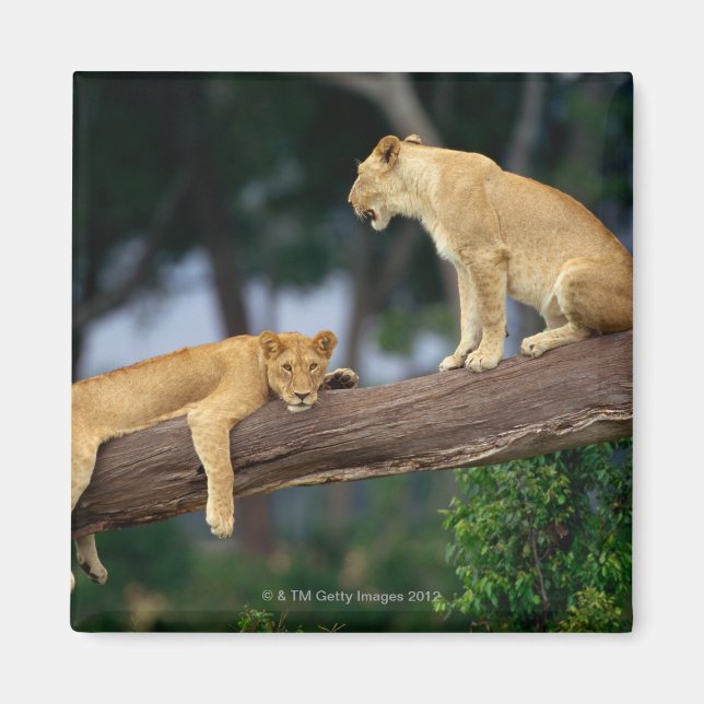 Lionesse in einem Baum Magnet (Vorne)