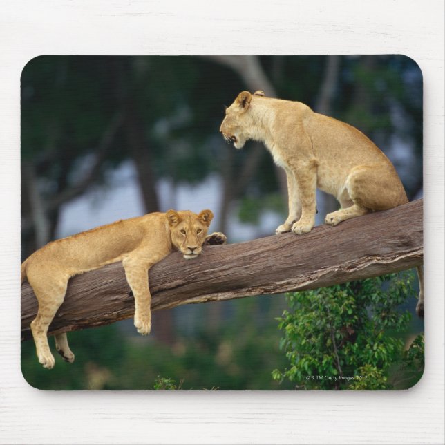 Lionesse in einem Baum Mousepad (Vorne)