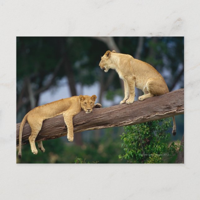Lionesse in einem Baum Postkarte (Vorderseite)