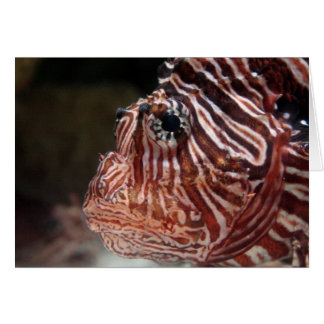 Lionfish