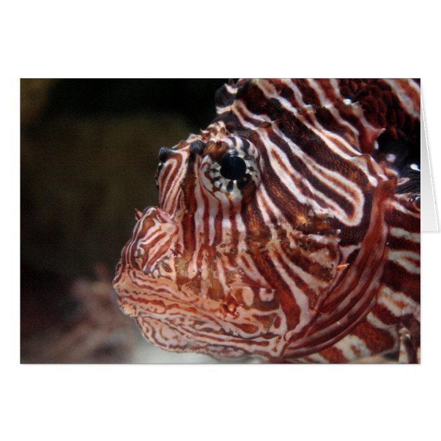 Lionfish (Vorderseite (Horizontal))