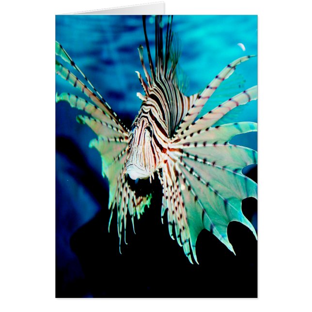 Lionfish Beauty (Vorne)