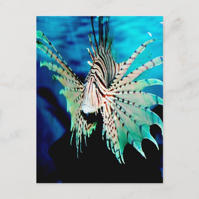 Lionfish Beauty Postkarte (Vorderseite)