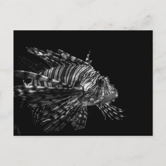 Lionfish - Carte postale