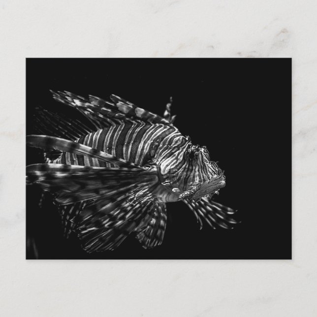 Lionfish - Carte postale (Devant)