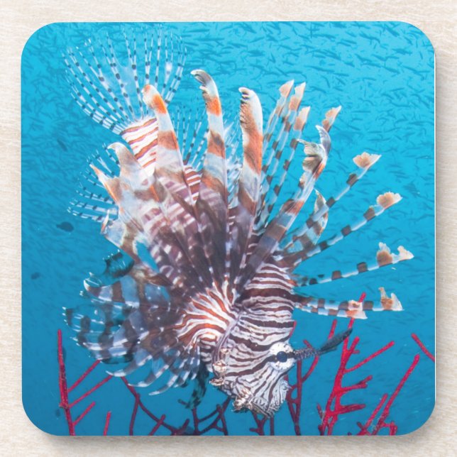 Lionfish-harte PlastikUntersetzer (Set von 6) Untersetzer (Vorderseite)