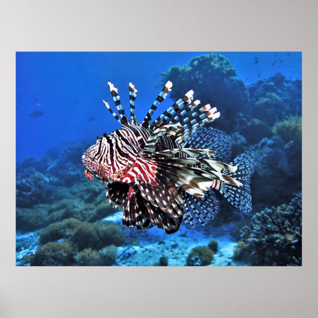 Lionfish-Komodo Poster (Vorne)