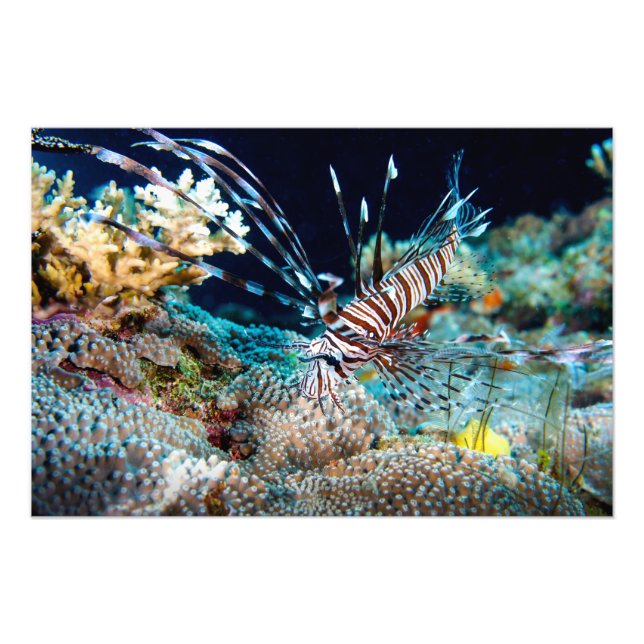 Lionfish Print Fotodruck (Vorne)