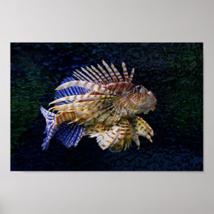 Lionfish Print Poster