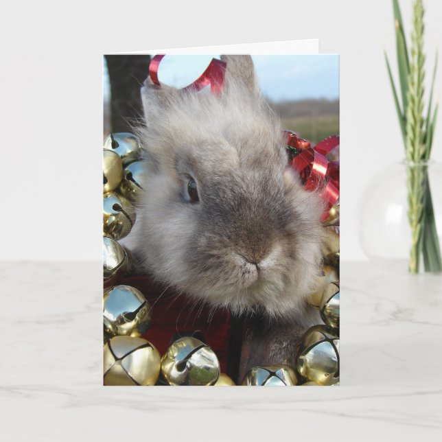 Lionhead Bunny Christmas Feiertagskarte (Vorderseite)