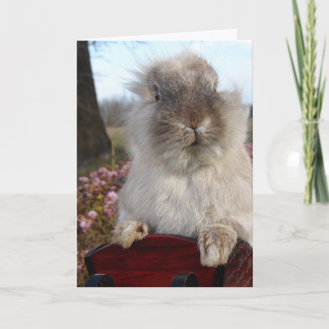 Lionhead Bunny in Sleigh, Weihnachten (Vorderseite)