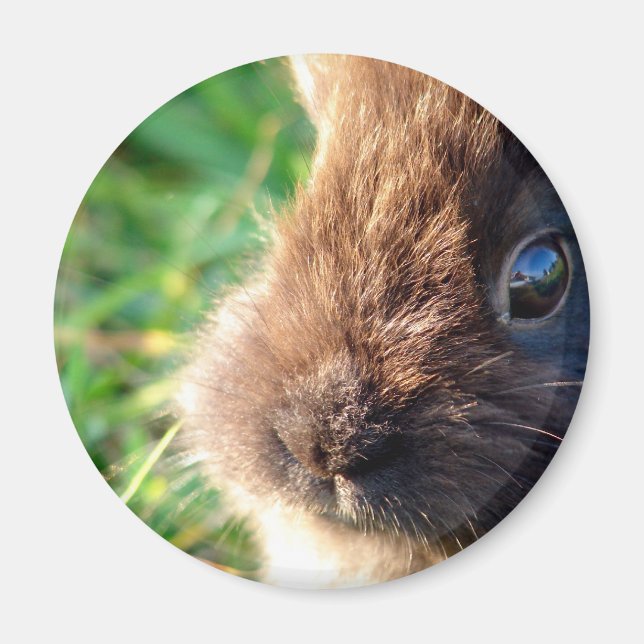Lionhead Bunny Magnet (Vorne)