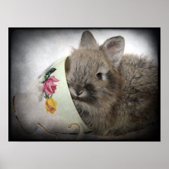 Lionhead Bunny und Teacup Poster (Vorne)