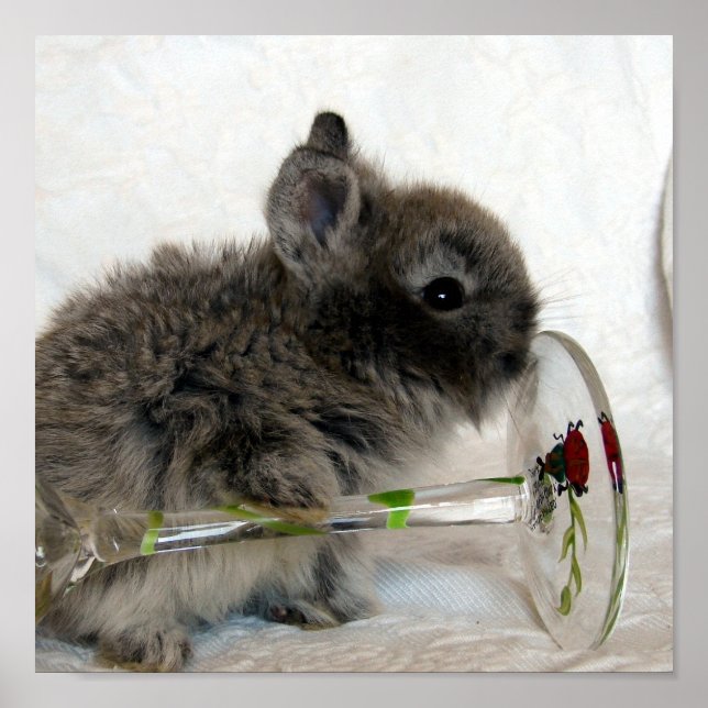 Lionhead Bunny und Wineglass Poster (Vorne)