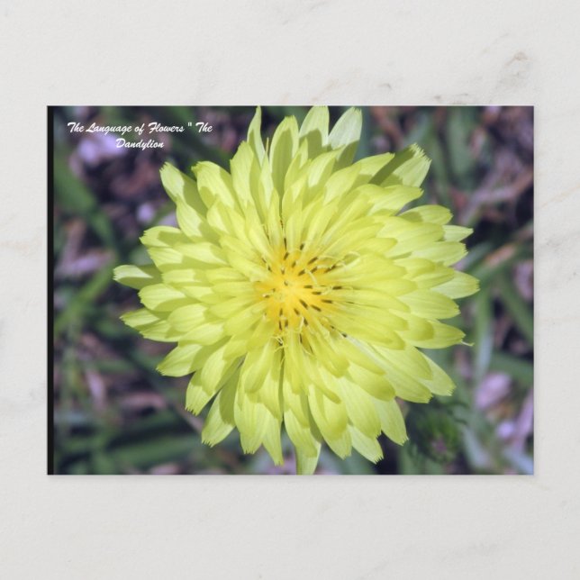 LionHead Dandy Lion Blume Floriographie Postkarte (Vorderseite)