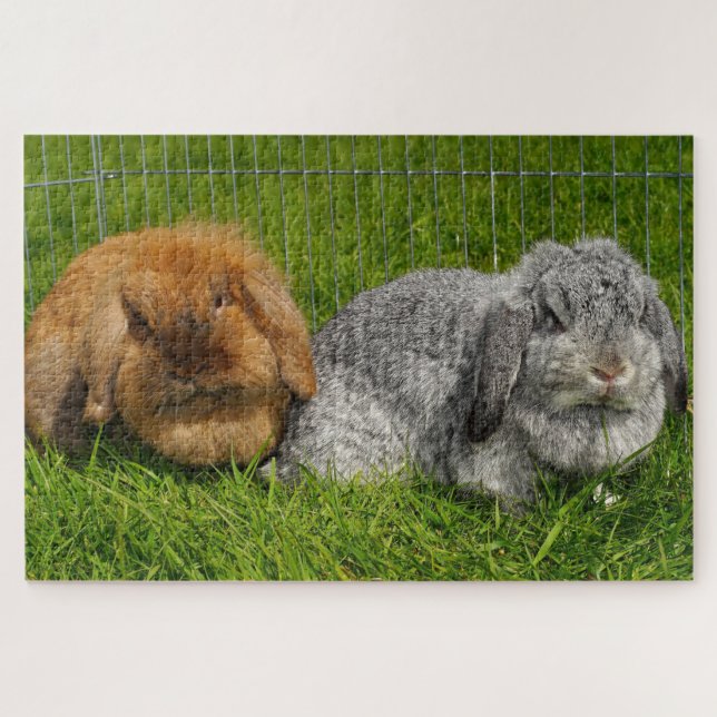 Lionhead Holland Mini Lop Bunny Rabbit (Horizontal)