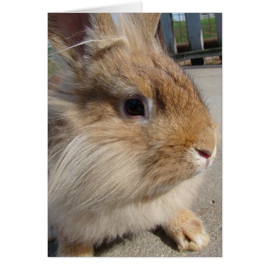 Lionhead Kaninchen Karte