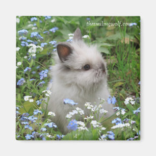 Lionhead Kaninchen-Magnet Magnet