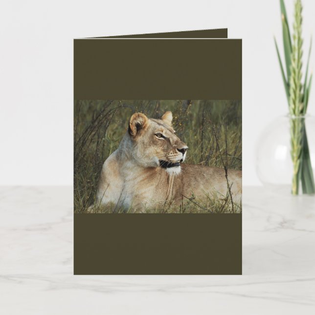 Lionne - cartes de voeux safari (Devant)