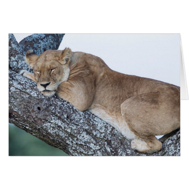 Lionne dormant dans un arbre (Devant horizontal)
