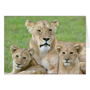 Lionne et deux lionceaux, Afrique orientale, Tanza