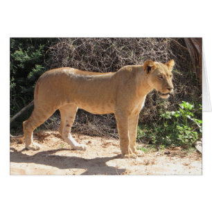 Lions Club, position de lionne (Samburu)