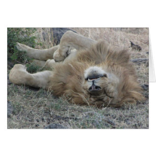 Lions Club, sommeil de lion (masai Mara, Kenya)