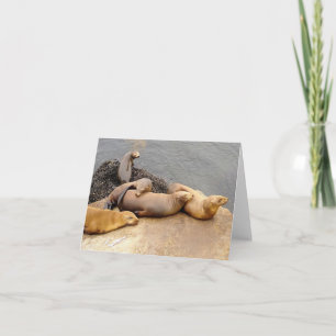 Lions de la mer des bébés