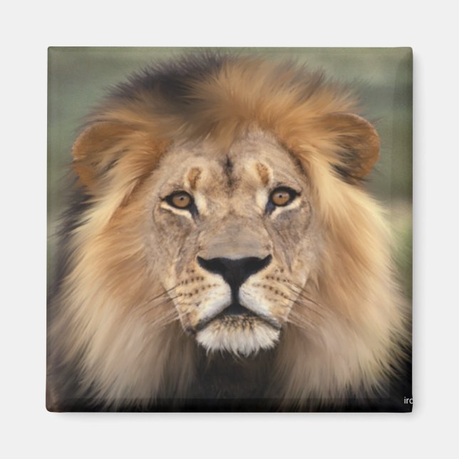 Lions Fotografie Magnet (Vorne)