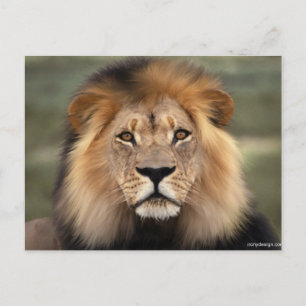 Lions Fotografie Postkarte