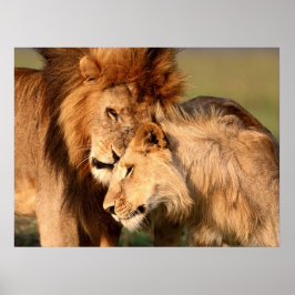 Lions Poster