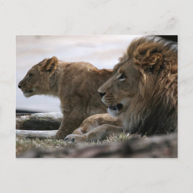 Lions Postkarte (Vorderseite)