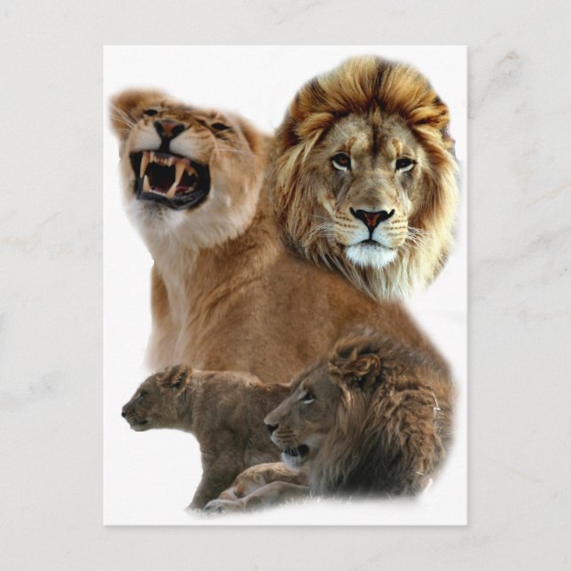 Lions Postkarte (Vorderseite)