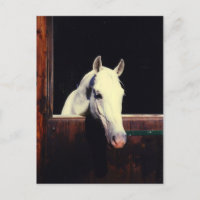 Lipizzaner