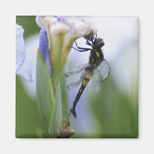 Lippenfliege Magnet (Vorne)