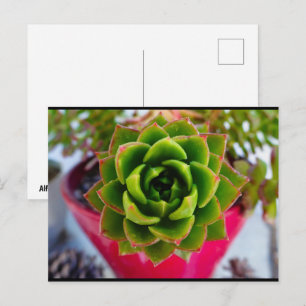 Lippenstift Echeveria Sukkulentenpflanze Postkarte