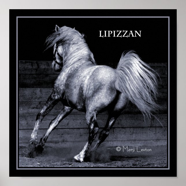 Lippizan Poster (Vorne)