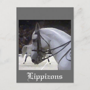 Lippizons 2009 postkarte