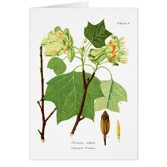 Liriodendron tulipifera (Vorne)