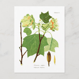 Liriodendron tulipifera postkarte