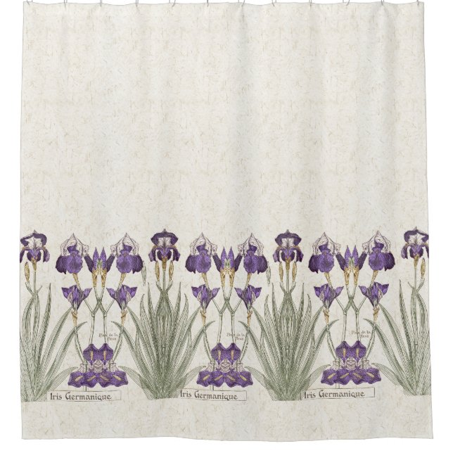 L'iris français de Nouveau d'art fleurit le rideau (Devant)