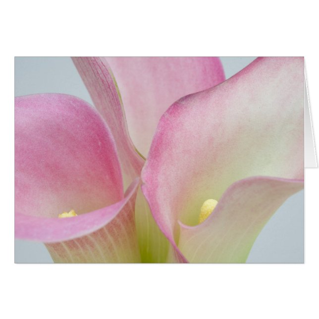 Lis calla roses (Devant horizontal)