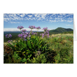 Lisianthus d'Afrique (Agapanthus praecox), Mossel 