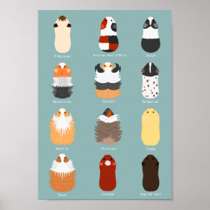Liste der Meerschweinchenrassen Poster