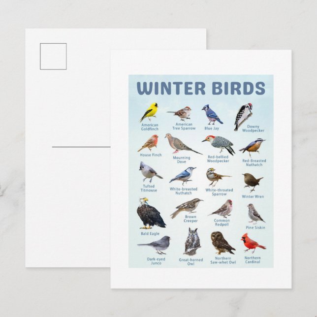 Liste der Wintervögel Kardinal, Blauhäher Postkarte (Vorne/Hinten)