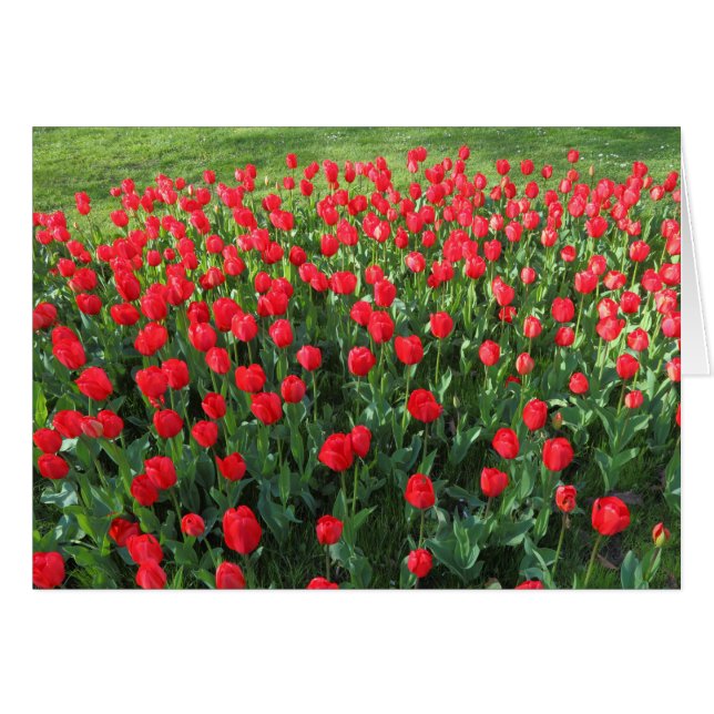 Lit des Tulipes rouges 01 (Devant horizontal)