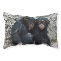 Chimpanzé002